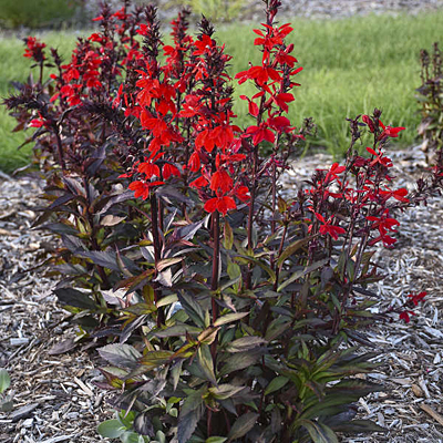 Lobelia x 'Starship Scarlet Bronze Leaf'