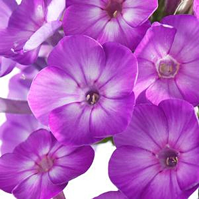 Phlox p. 'Early Start Purple'