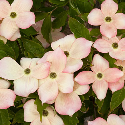 Cornus x 'Stellar Pink'