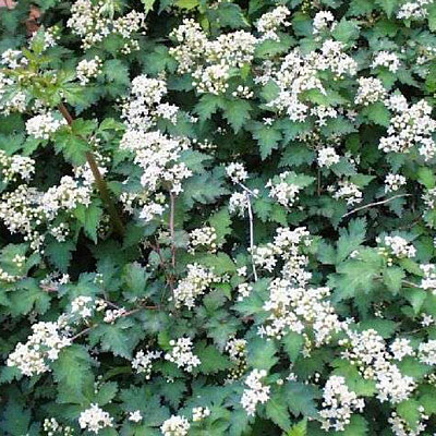 Stephanandra in. 'Crispa'