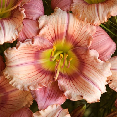 Hemerocallis 'Stephanie Returns'