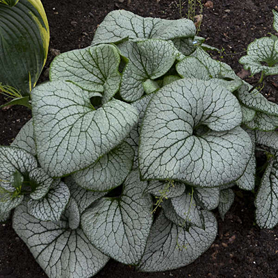 Brunnera m. 'Sterling Silver'