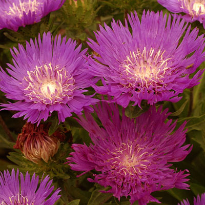 Stokesia l. 'Honeysong Purple'