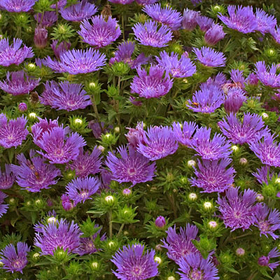 Stokesia l. 'Peachie's Pick'