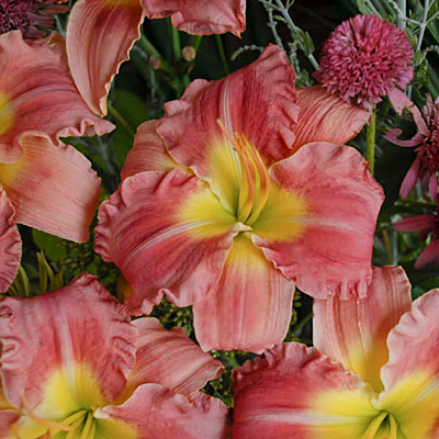 Hemerocallis 'Stolen Treasure'