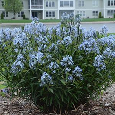 Amsonia t. 'Storm Cloud'