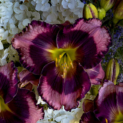 Hemerocallis 'Storm Shelter'