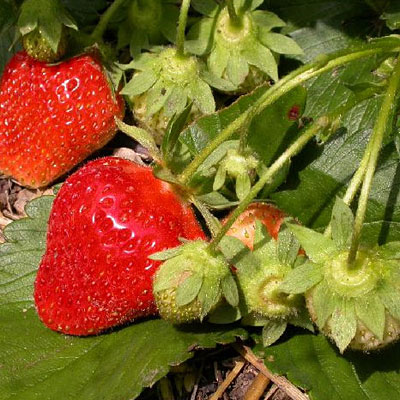 Fragaria 'Allstar'