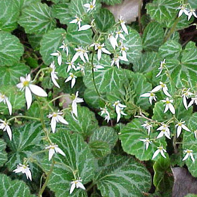 Saxifraga stolonifera