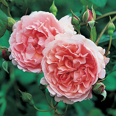 Rosa 'Strawberry Hill'