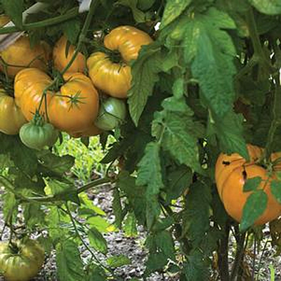 Tomato 'Orange Strawberry Oxheart'