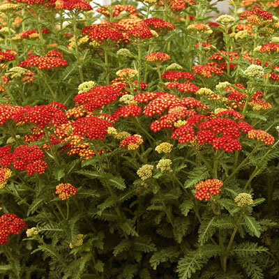 Achillea m. 'Strawberry Seduction'
