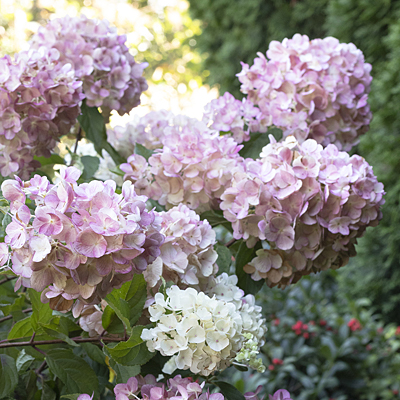 Hydrangea p. 'Strawberry Shake'
