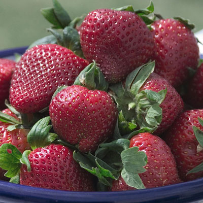 Fragaria 'Sparkle'
