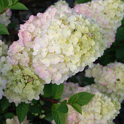 Hydrangea p. 'Strawberry Sundae'