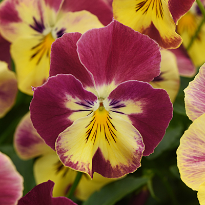 Pansy 'Cool Wave Strawberry Swirl'