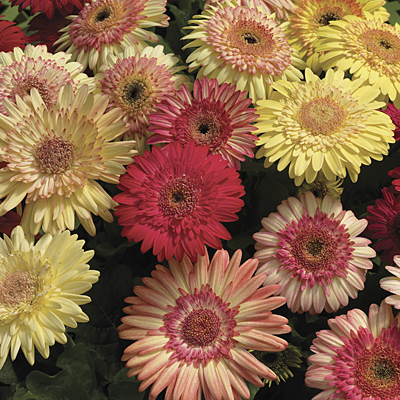 Gerbera 'Cartwheel Strawberry Twist'