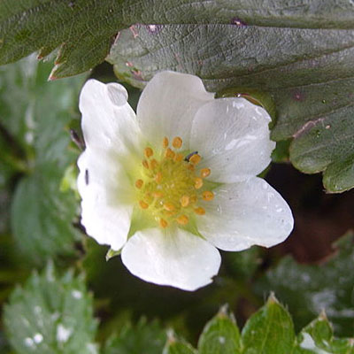 Fragaria 'Fragoo White'