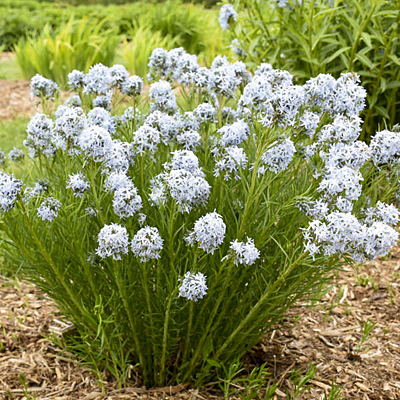 Amsonia x 'String Theory'