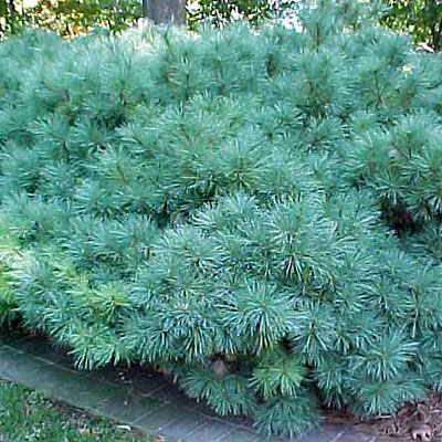Pinus st. 'Nana'