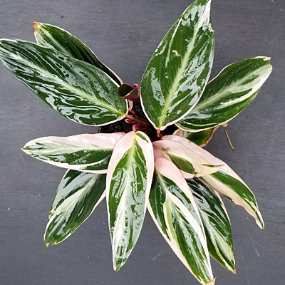 Stromanthe 'Triostar'