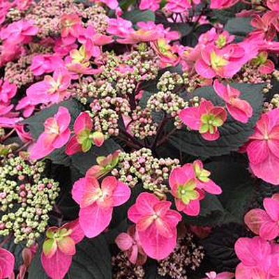 Hydrangea s. 'Tuff Stuff Red'