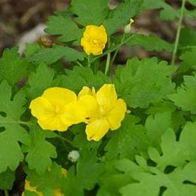 Stylophorum diphyllum