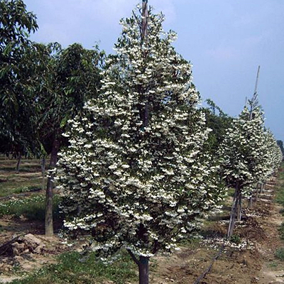 Styrax j. 'Snowcone'