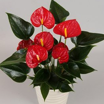 Anthurium 'Success Red'