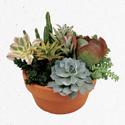 Succulent Garden in Clay