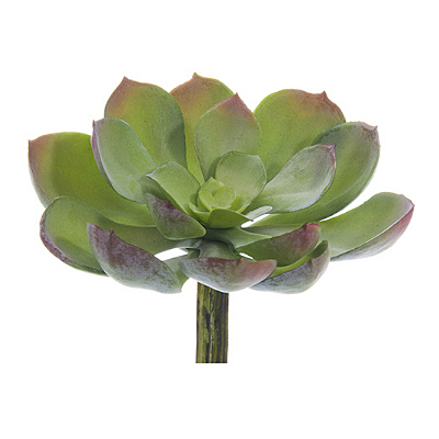 Succulent - Echeveria Soft Pick, Green/Gray