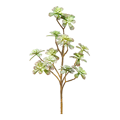 Succulent - Echeveria Soft Pick, Green/Gray