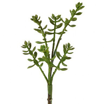 Succulent - Mini Jade x6
