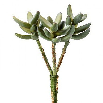 Succulent - Triple Jade Pick