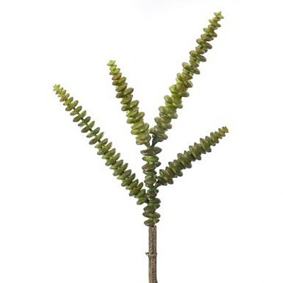 Succulent - Pl Stalk Green