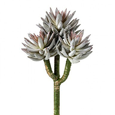 Succulent - Triple Cone GRPK