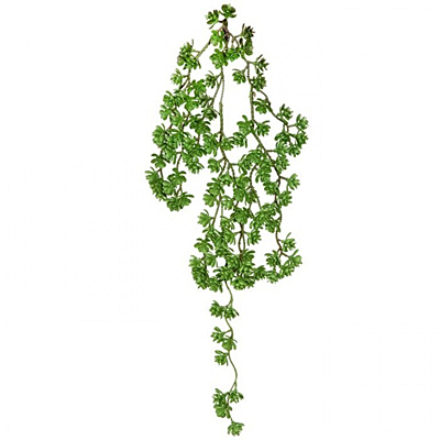 Succulent - Hanging Vine