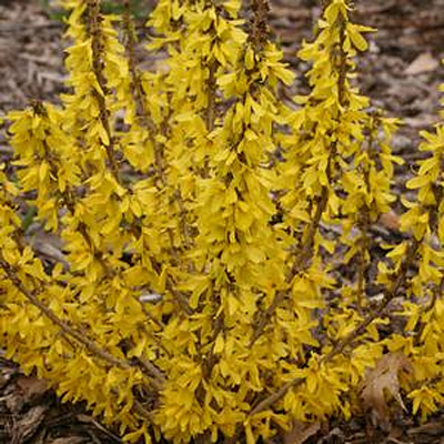 Forsythia x 'Show Off Sugar Baby'