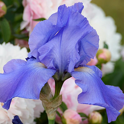 Iris g. 'Sugar Blues'