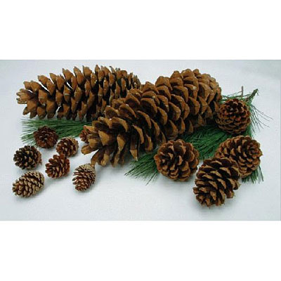 Cone - Sugar Pine Natural
