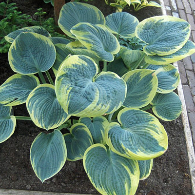 Hosta 'Sugar Daddy'