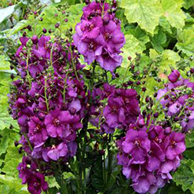 Verbascum x 'Sugar Plum'