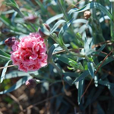 Dianthus x 'Scent First Sugar Plum'