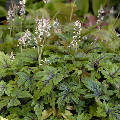Tiarella x 'Sugar and Spice'