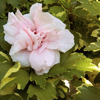Hibiscus s. 'Sugar Tip'