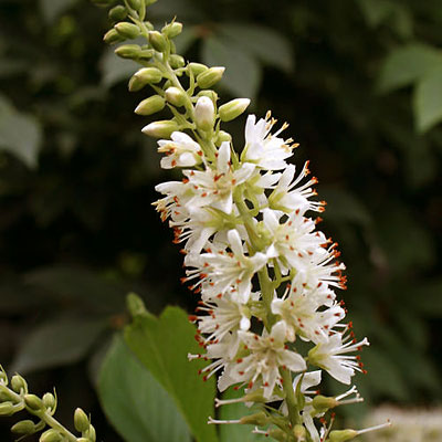 Clethra a. 'Sugartina Crystalina'