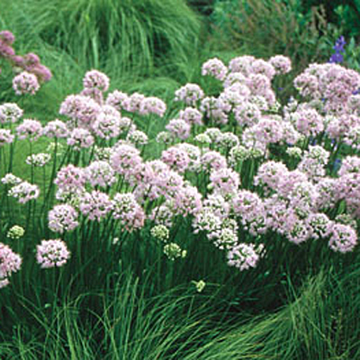 Allium ta. 'Summer Beauty'