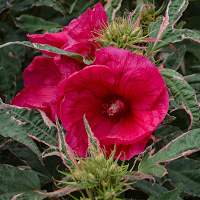 Hibiscus 'Summer Carnival'