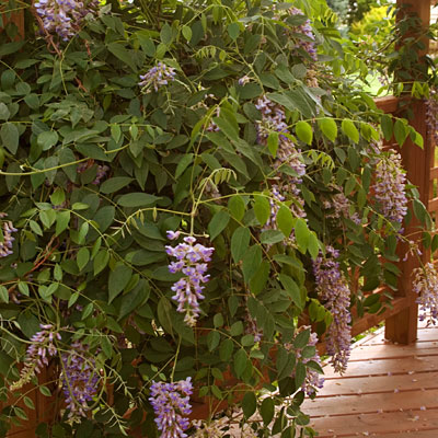 Wisteria m. 'Summer Cascade'