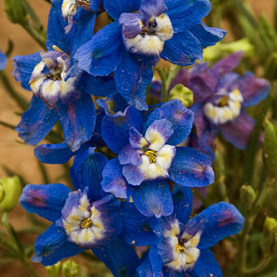 Delphinium g. 'Summer Cloud'